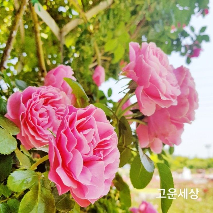 울산대공원 5월♡ 장미원♡