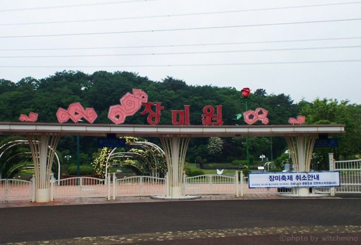 [울산 남구] 울산대공원 장미원 - 장미축제.