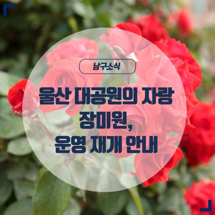 울산대공원의 자랑 장미원, 운영 재개 안내