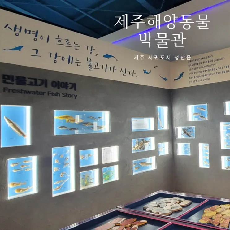 제주해양동물박물관 제주 실내 아이와가볼만한 곳