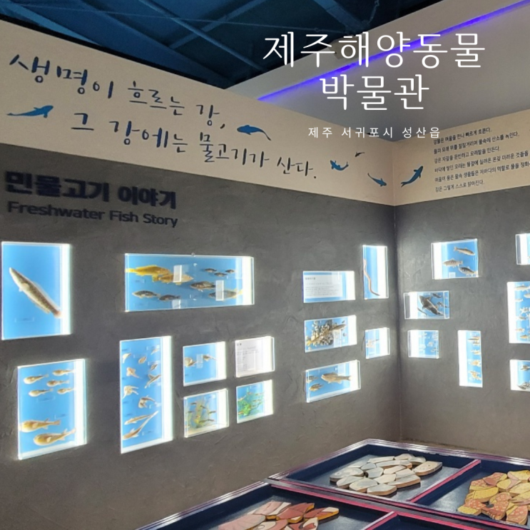 제주해양동물박물관 제주 실내 아이와가볼만한 곳