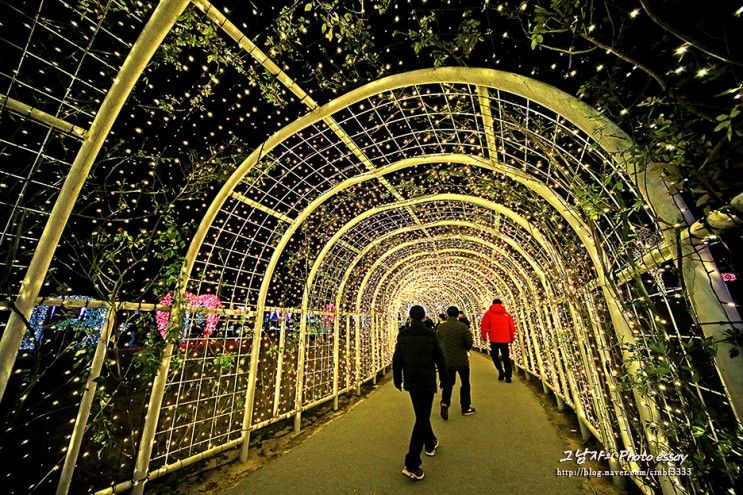 울산대공원 장미원 빛축제