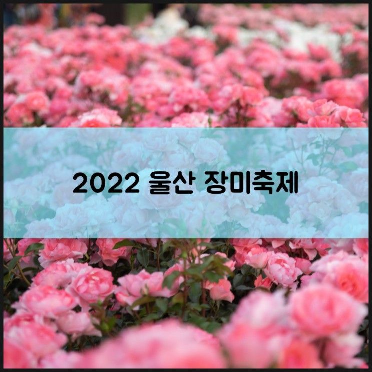 뒤늦은 2022 울산대공원 장미원 울산 장미축제 관람 후기...