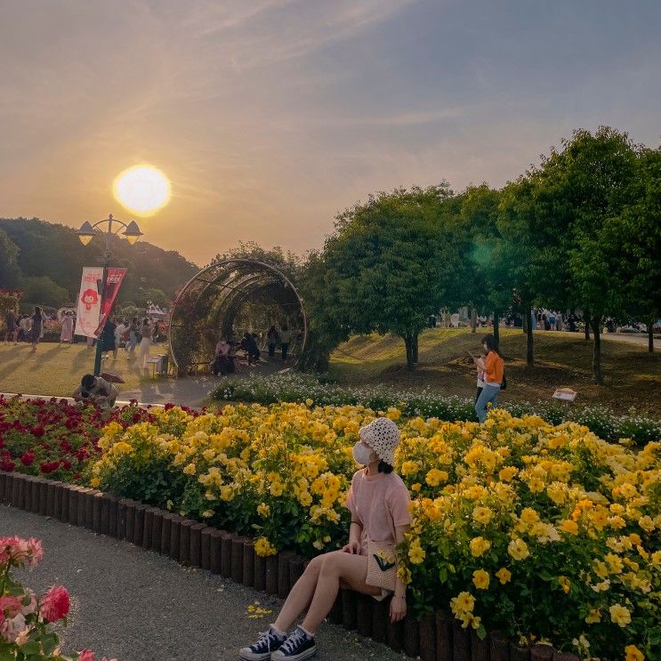 대구근교 꽃구경 울산대공원 장미축제 장미원