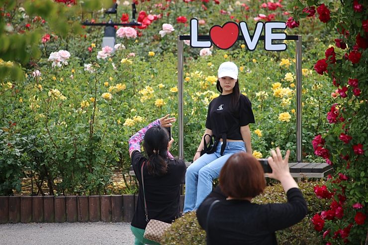 울산대공원 장미원 (울산 장미축제) 꽃구경