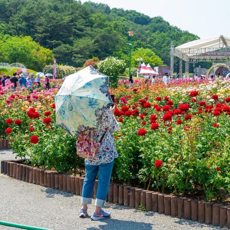 울산대공원 장미원 장미축제 주말나들이로 가볼만한곳