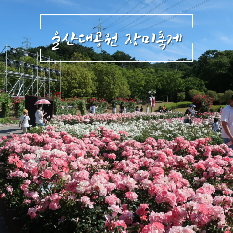 울산대공원 장미축제 장미원 다녀왔어요