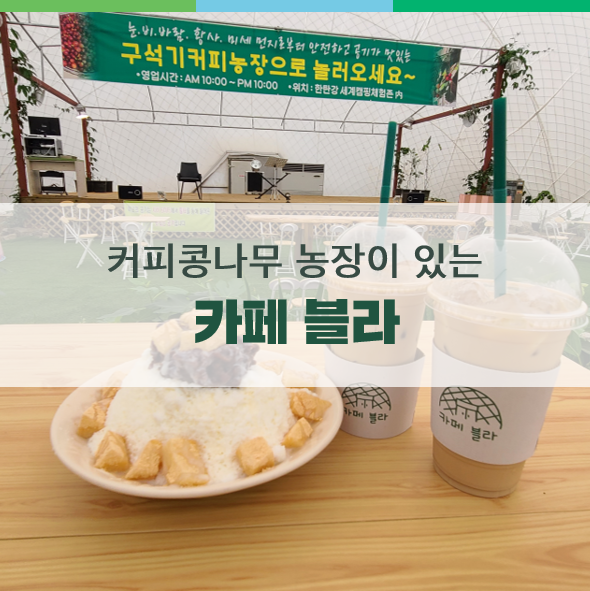 연천 카페 추천, 커피콩나무를 볼 수 있는 카페 블라