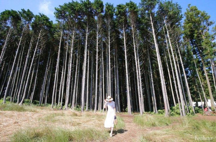 제주도 핫플, 안돌오름 비밀의 숲 주차와 인생샷