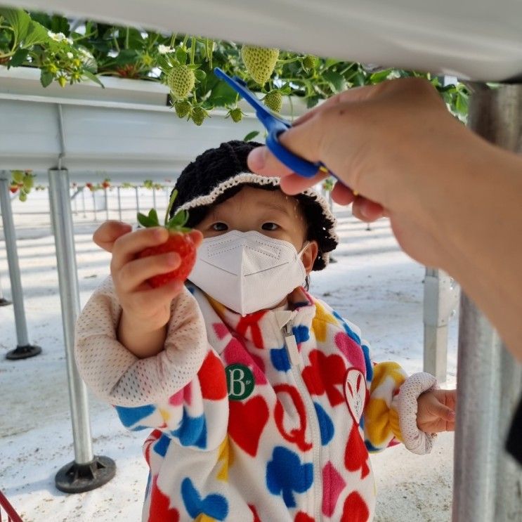 [예산] 아기랑 다녀오기 좋은 깨끗한 신상 딸기농장 <달보드레 딸기농장> (+ 이용안내/ 예약방법)