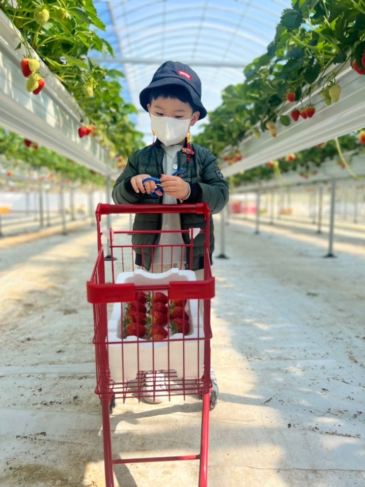 [예산삽교] 아이와 가볼만한곳::감성가득 달보드레 딸기농장