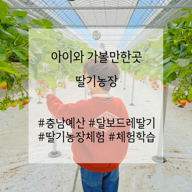 예산 달보드레딸기농장으로 딸기따기 체험하고왔어요