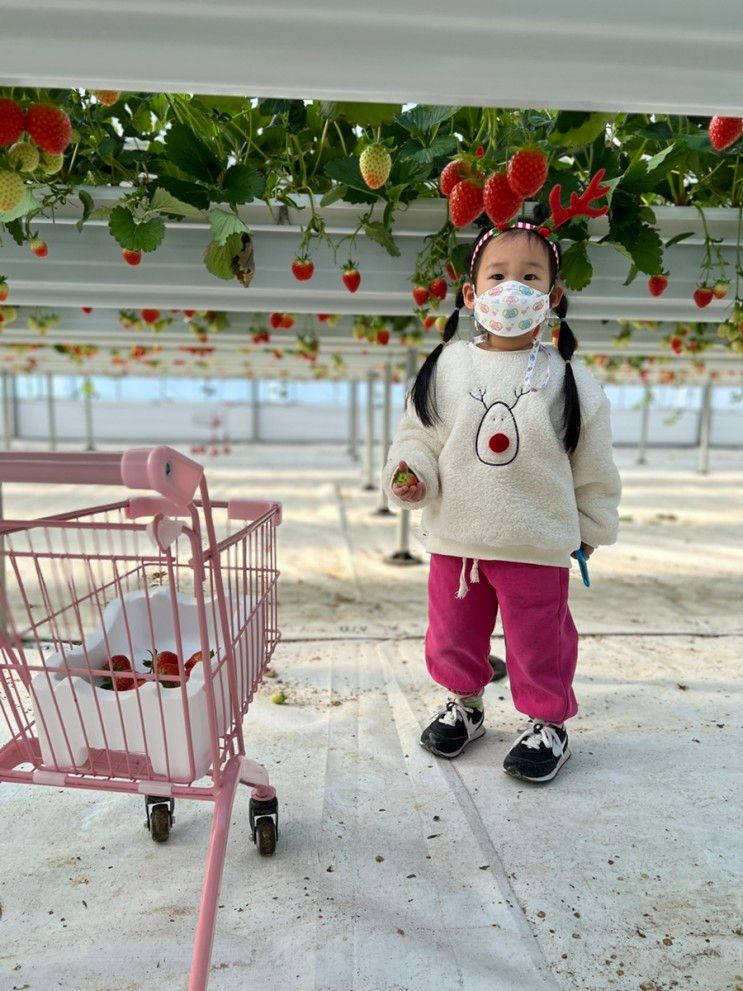 예산달보드레 딸기농장 아이랑 가볼만한곳 /딸기농장체험다녀온 후기