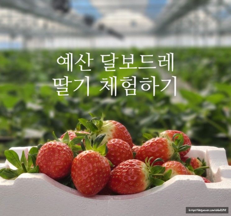 충남 딸기따기체험 : 예산달보드레 딸기농장 4살아이랑