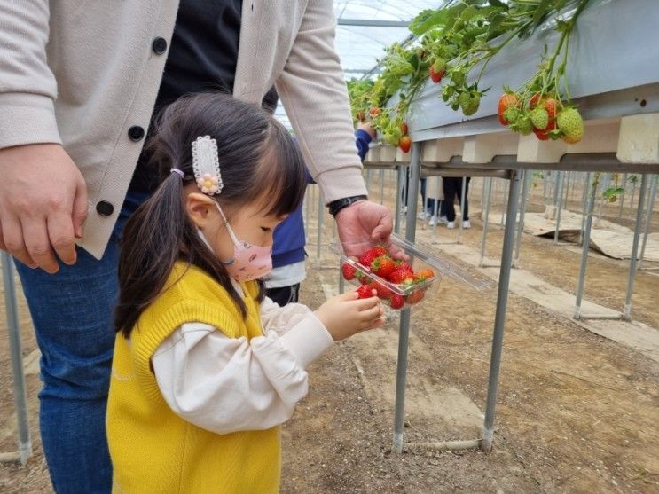 김해 아이와 가기 좋은 곳 : 김해가야 딸기테마파크 딸기농장 체험