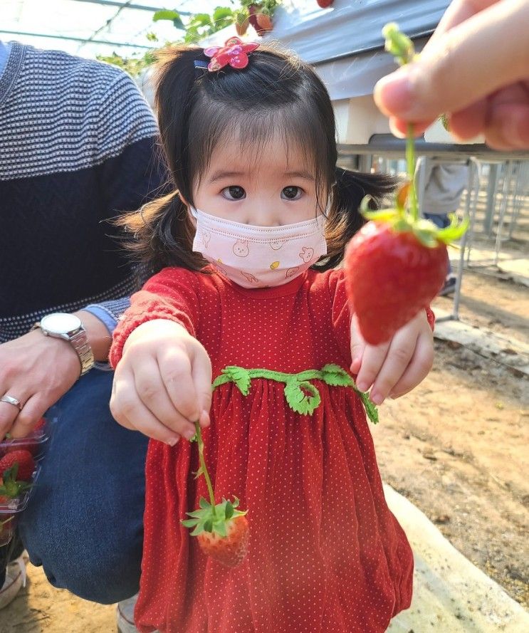 김해가야딸기테마파크 부산근교 아이랑 갈만한곳 딸기체험