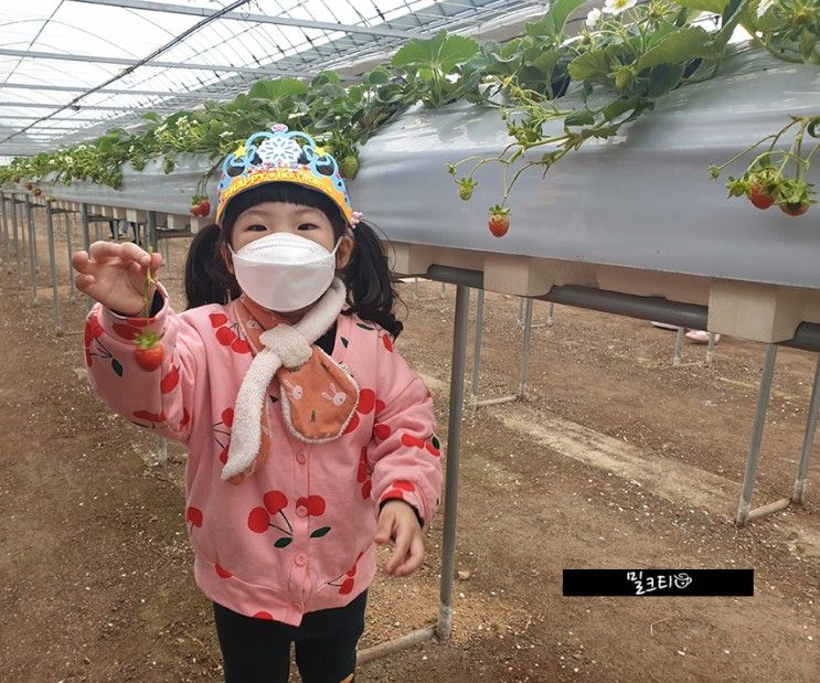 [김해] 김해가야딸기테마파크 - 딸기수확체험, 딸기케익만들기