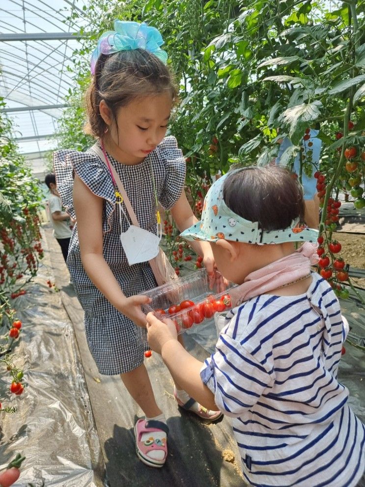 경기도 광주 가볼 만한 곳 율봄식물원 토마토 수확, 동물 먹이주기