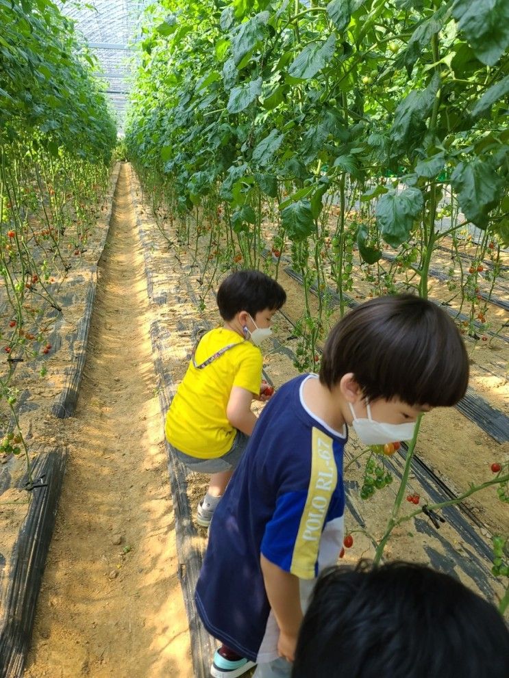 💜 아이들과 경기도 광주  율봄식물원에서 동물먹이, 토마토 따기 체험하고 왔어요.