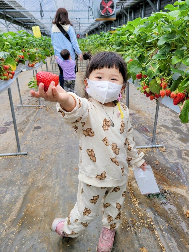 경기 광주 율봄식물원 딸기 체험, 동물 먹이주기까지