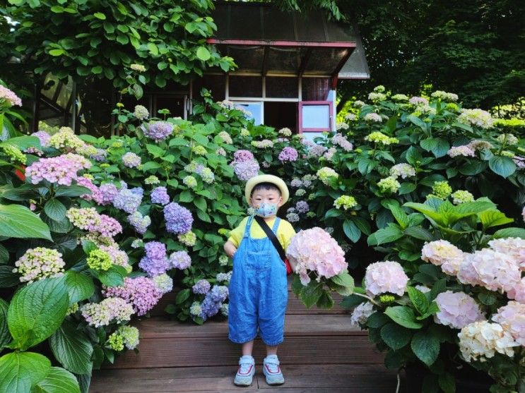 아이랑 가기좋은곳 : 봄의 퇴촌 율봄식물원, 수국 만개할때 정말 예뻐요