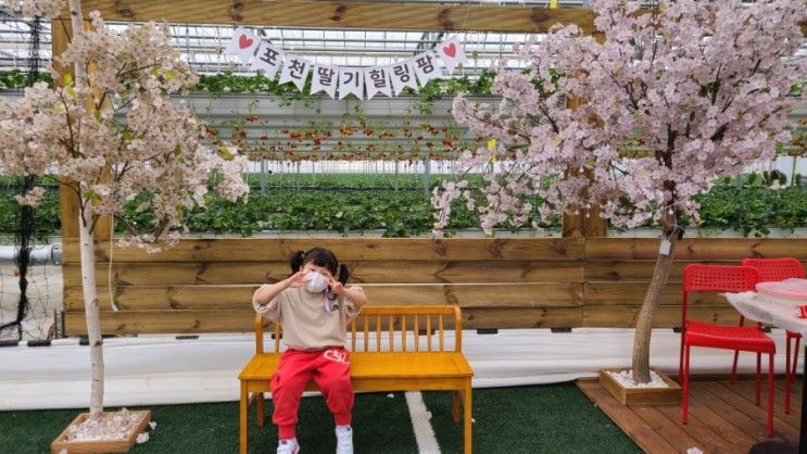 경기도 아이와가볼만한 곳/ 딸기체험활동 포천딸기힐링팜에서 딸기실컷봤어유♡