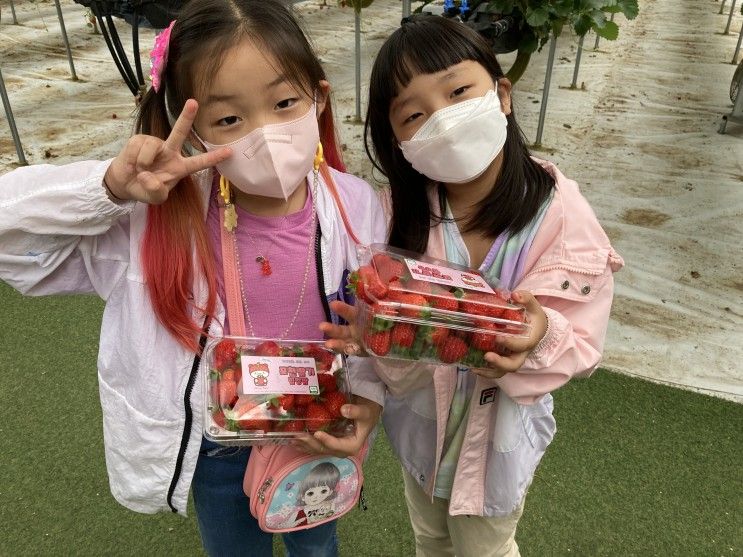 <포천 딸기 힐링 팜>에서 딸기체험 하고 왔어요♥