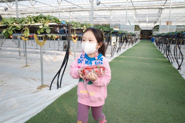 아이들과 함께한 딸기농장체험 포천딸기힐링팜