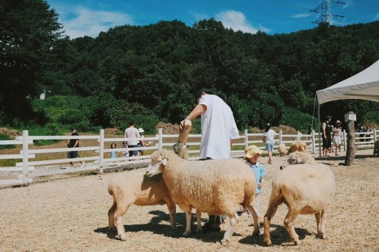 가평 양떼목장 클라우드힐 카페 18개월 아기랑 나들이