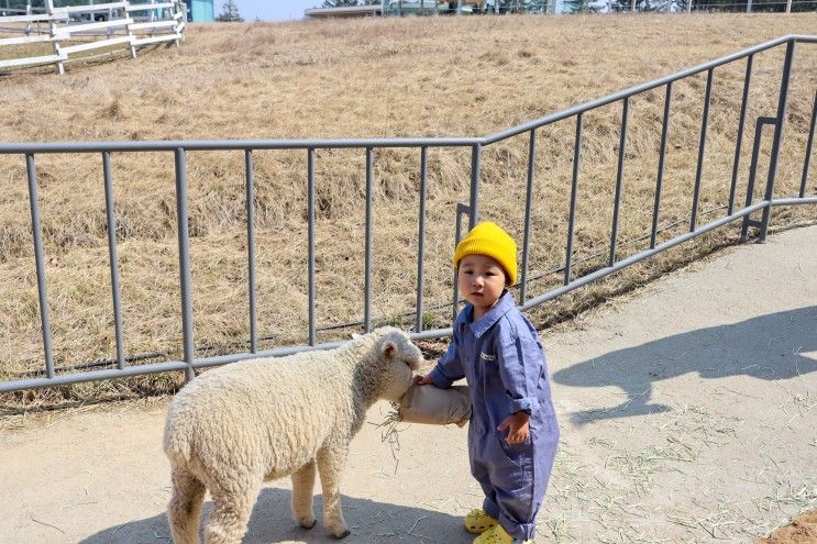 가평 아이랑 가볼만한 곳, 양떼목장 좋아