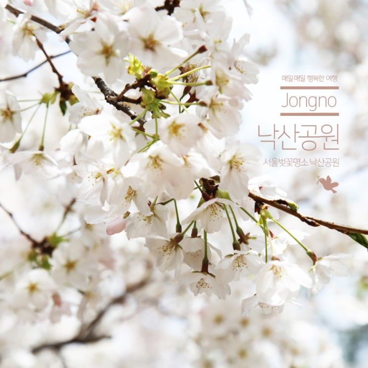 서울벚꽃명소 낙산공원 / 이화벽화마을 작년 봄(3/30일 기준)...