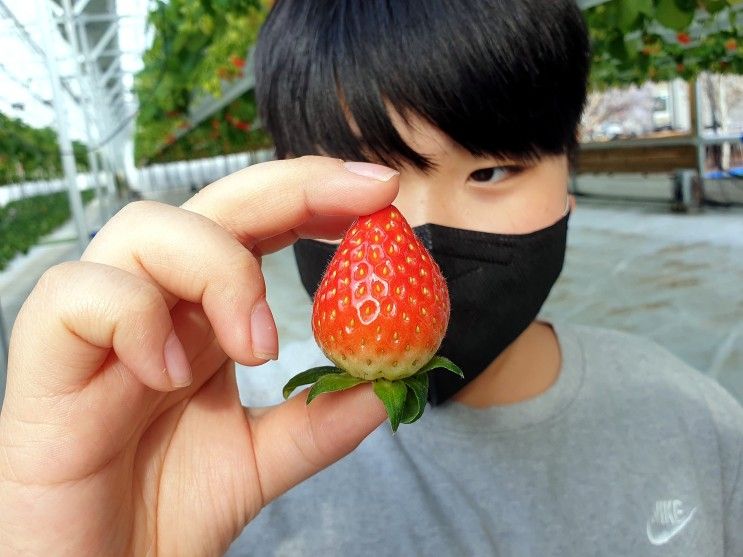 포천딸기힐링팜[경기/포천]아이와 하루 종일 체험 하고 시간 보낼 수 있는 딸기농장