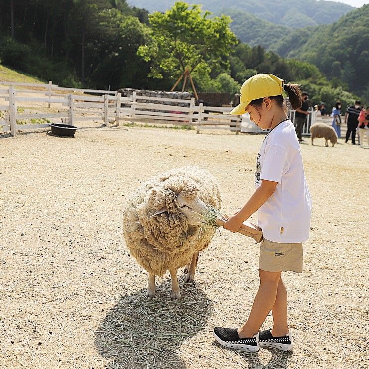 가평 양떼목장 먹이주기체험, 카페뷰 멋져