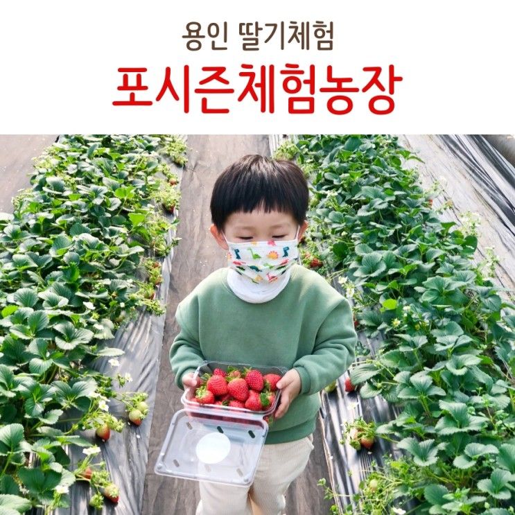 딸기체험 용인 포시즌체험농장 아이와 가볼만한곳