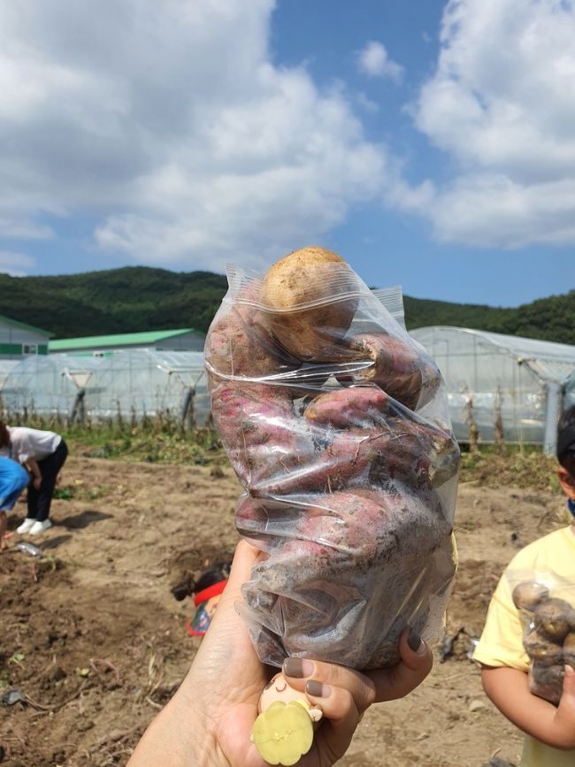 용인 아이랑 가볼만한곳... 감자 캐기 체험장 포시즌체험농장