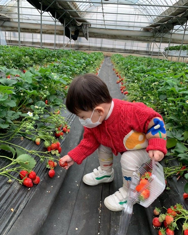 19개월아기, 첫 딸기체험 / 용인 포시즌체험농장 추천