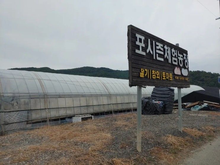 용인 고구마캐기 체험 포시즌체험농장 두번째 방문