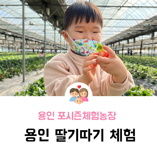 용인 딸기따기 체험 포시즌체험농장 / 처인구 딸기체험농장