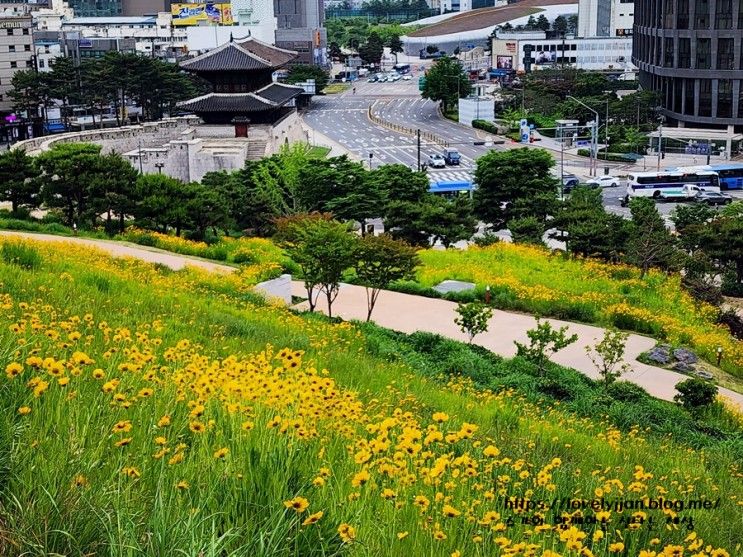 서울 동대문 흥인지문공원 금계국