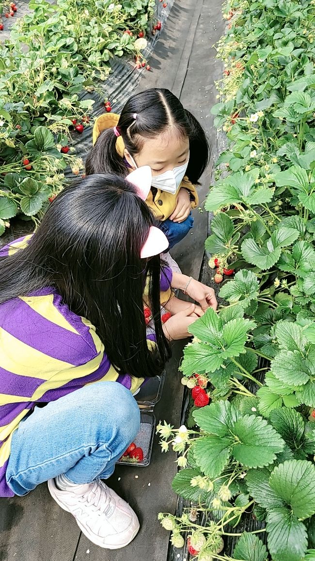 딸기체험-용인 포시즌체험농장