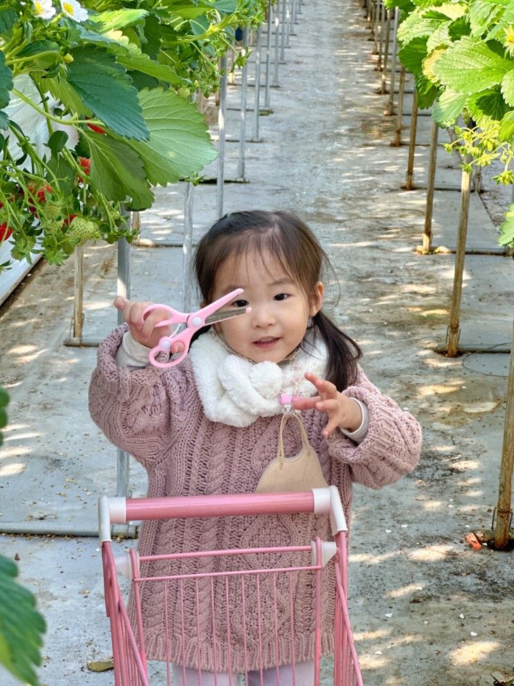 경기도 용인 딸기체험 | 딸기랑 소풍가기 좋은날