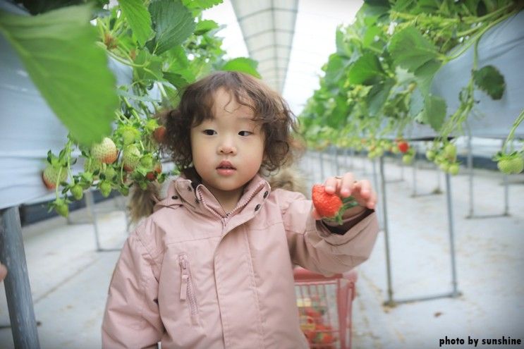 [40개월아기] 용인 딸기체험 딸기랑소풍가기좋은날 다녀왔어요.