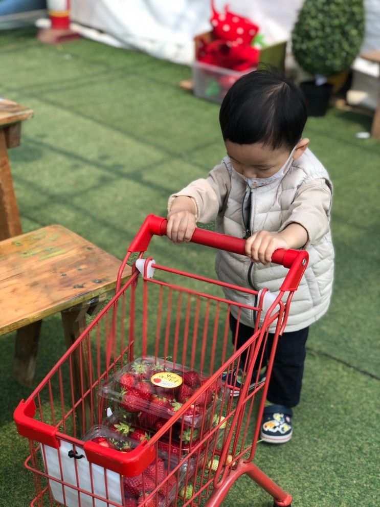 농장) 23개월 아기와 딸기따기 체험 딸기랑소풍가기좋은날...