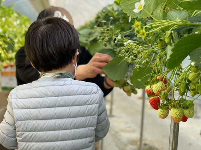 딸기체험 주말 나들이로 강력추천해요 : 딸기랑 소풍가기 좋은 날