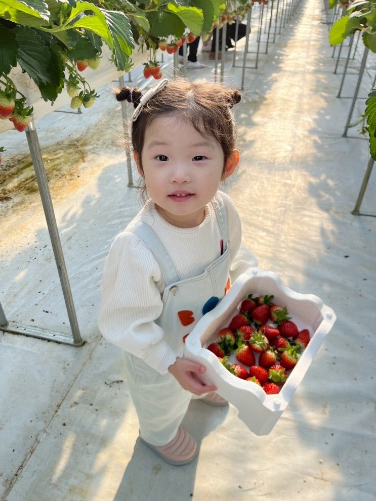 경기도 화성 체험비 없는 딸기체험 장스베리 딸기농장...