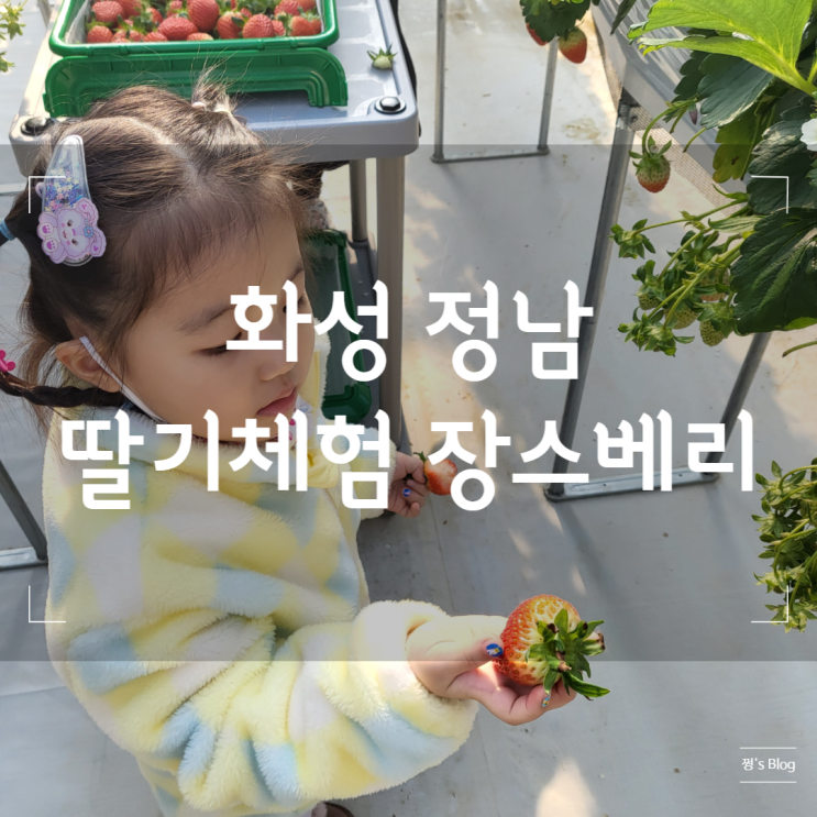 화성 정남, 딸기체험 장스베리 / Jang's Berry
