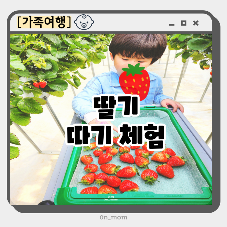어린이체험 딸기따기체험 장스베리 딸기농장 다녀온 후기