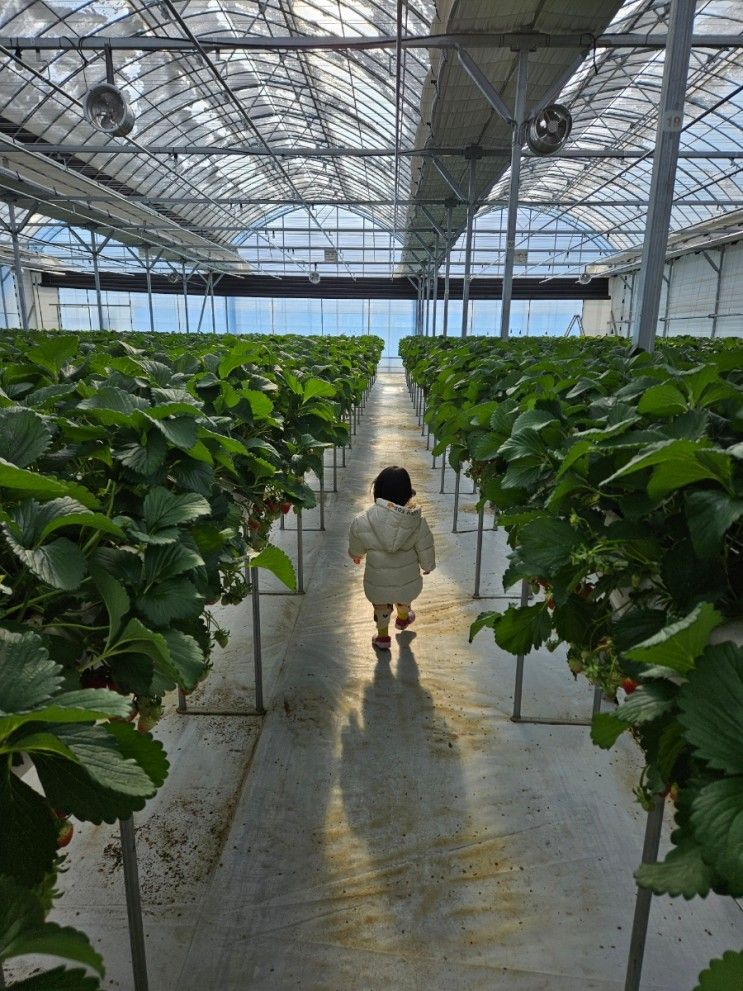 장스베리 딸기농장 체험