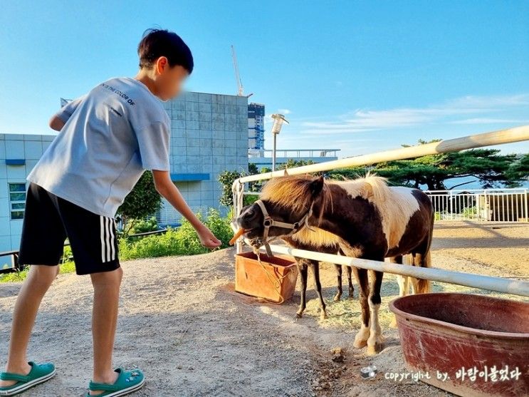 통영 카페 호세 말 먹이주기 체험 가능오션뷰 카페