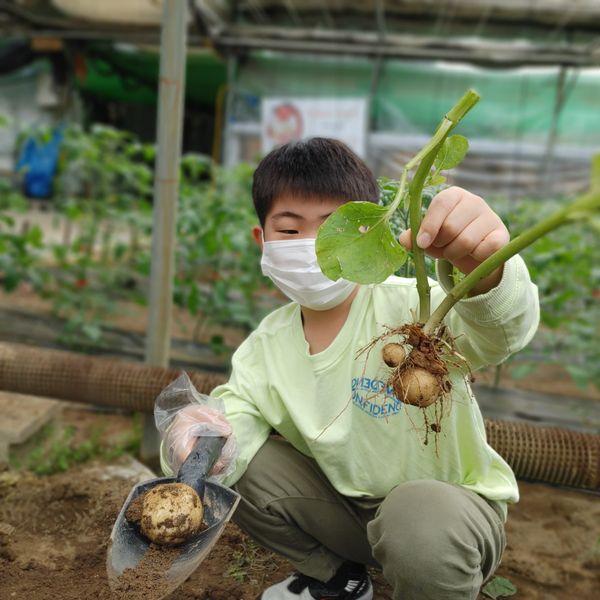 용인 포시즌 체험농장 감자캐기! 경기도 아이와 가볼만한곳...